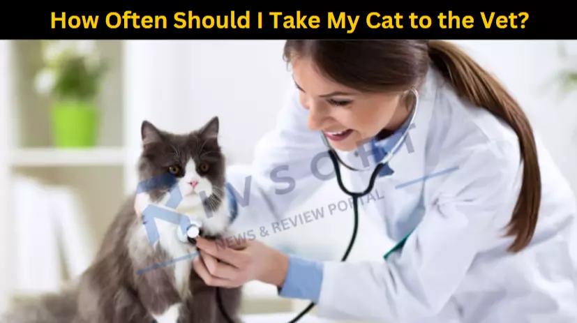 How Often Should I Take My Cat to the Vet