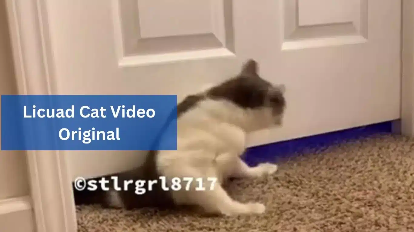 Licuad Cat Video Original