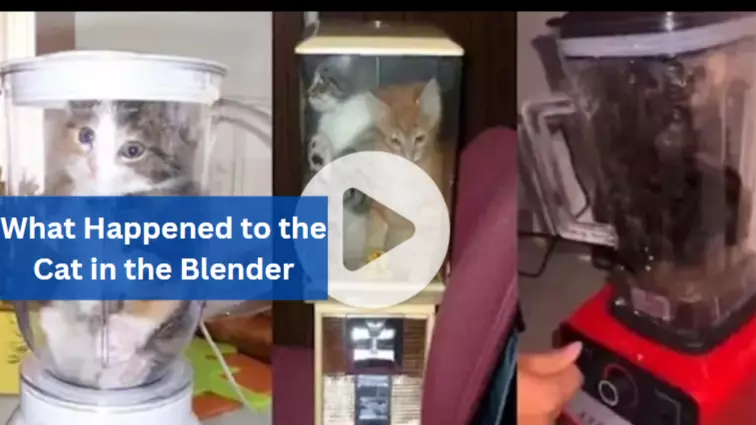 What Happened to the Cat in the Blender