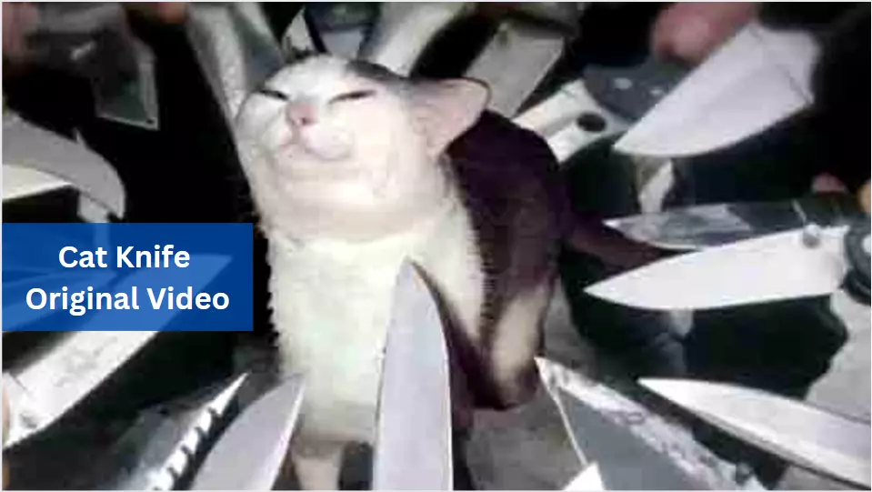 Cat Knife Original Video